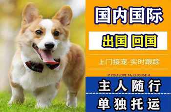 山西省宠物托运公司山西省宠物托运公司山西省宠物托运公司