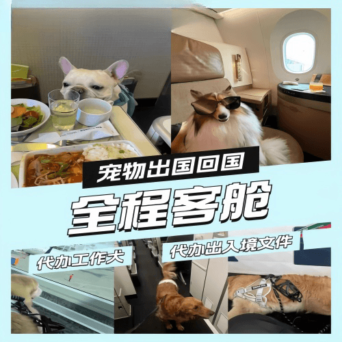 山西省宠物托运到白俄罗斯宠物入境规定和要求